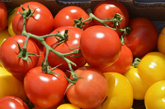 Red & Yellow Tomatoes by swong95765 cherry tomatoes are a great start to any new city garden