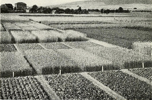 Prime Your Soil Chemistry For Optimal Garden Growth