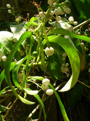 starr-060916-8929-Cestrum_nocturnum-fruit-Makawao-Maui by Starr Environmental Night Blooming Jasmine adds a great aroma to your basic home garden