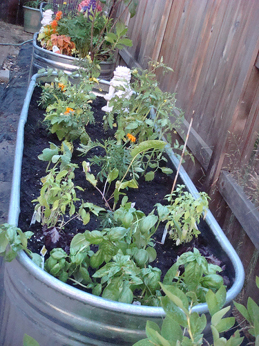 Seeds, Shade And Other Perfect Gardening Ideas