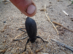 perfect gardening idea number one, don't let pests kill your garden