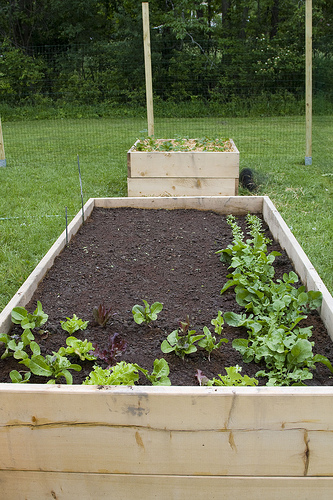 Lettuce Bed by ABBones raised garden bed photo