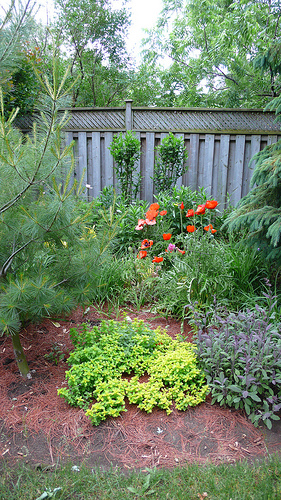 Backyard Garden by chrislee-cm backyard garden photo