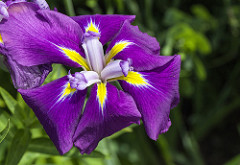 Iris by tr.robinson Irises are a great addition to any basic home garden