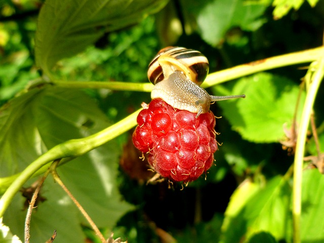 newbie gardener mistake letting snails eat before they do