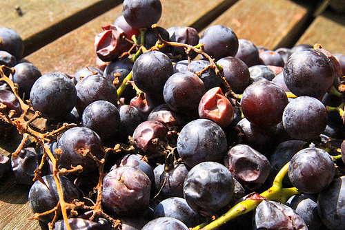Rotting Red Table Grapes September 11, 20114 by stevendepolo spoiled food photo