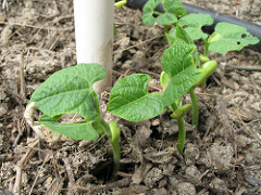 POLE BEANS ! by grabadonut pole beans are a great small garden ideas