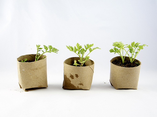 Group of three seedlings in repurposed toilet paper rolls by girlingearstudio Reusing materials from home reduce the cost of your balcony garden