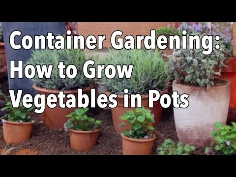 Container Gardening – Vegetables as Balcony Plants