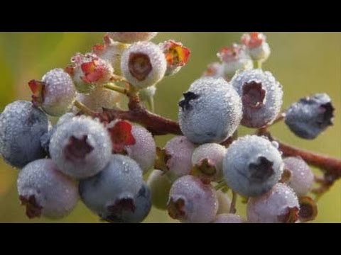 How to Grow Garden Superfoods