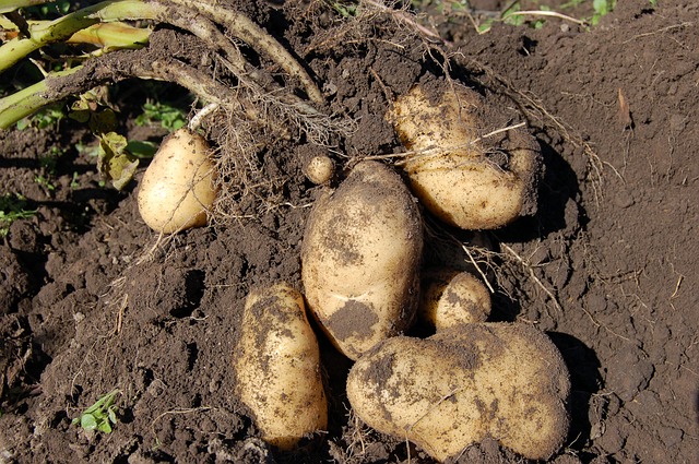 Who knew potatoes would make great vegetable plants?
