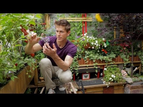 Tiny Gardens Are Bountiful – Grow Your Own Balcony Garden