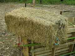 Lucern hay bale for the potato pen by Doug Beckers Make sure you keep your hay bale garden wet.