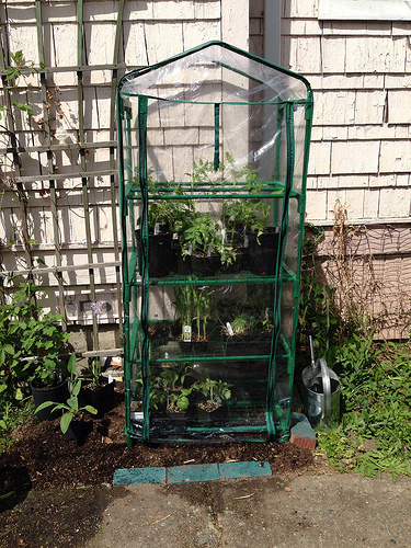mini greenhouses are an integral part of any garden infrastructure plan that yields enormous results