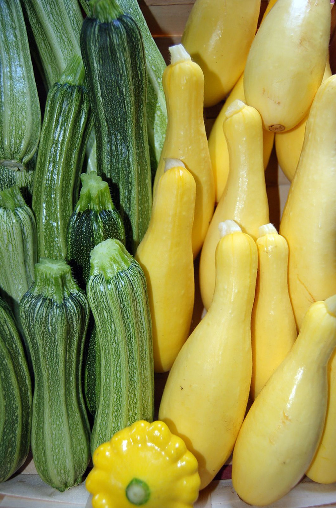 squash plant photo