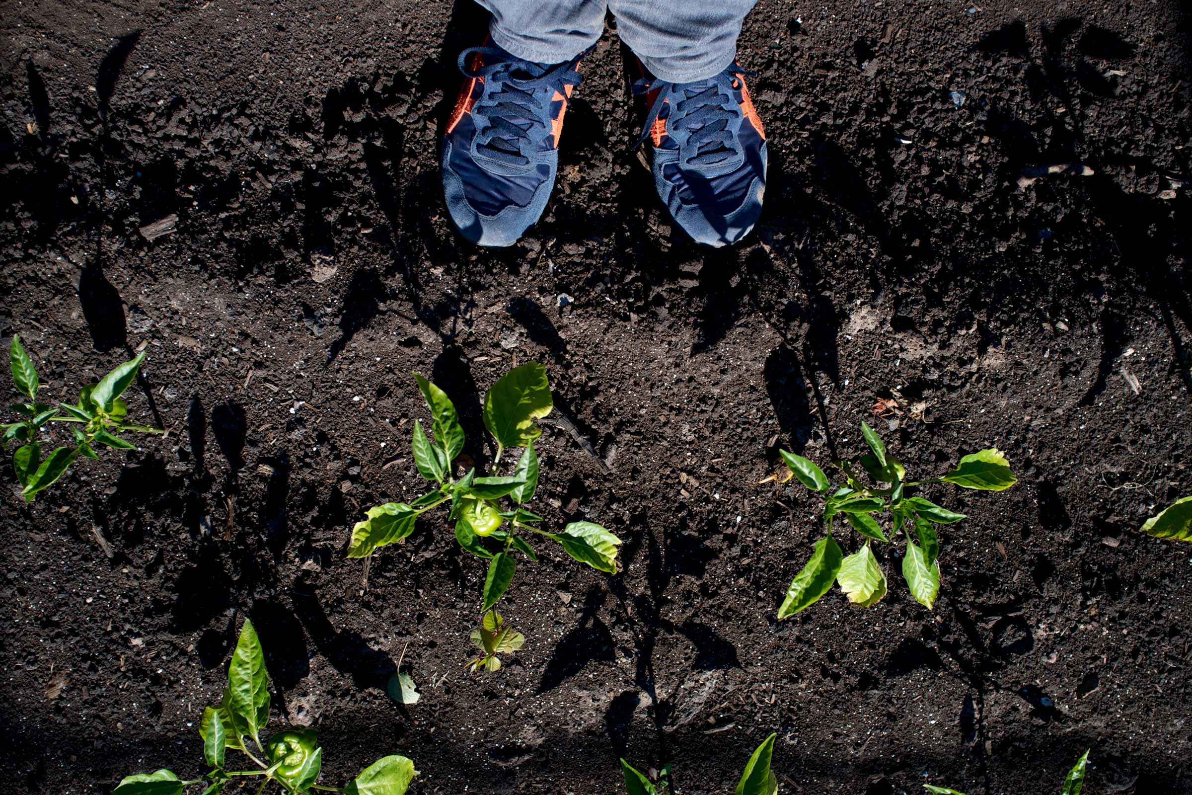 photograph looking down at feet in the dirt with peppers growing