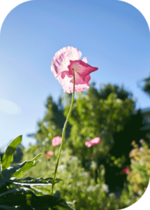 Photograph of a flower growing